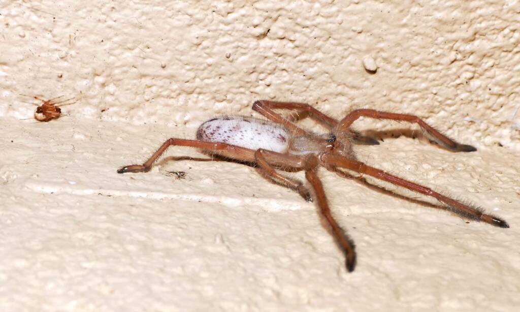 Juvenile Delena cancerides (Huntsman), Adelaide Hills SA © Marianne Broug