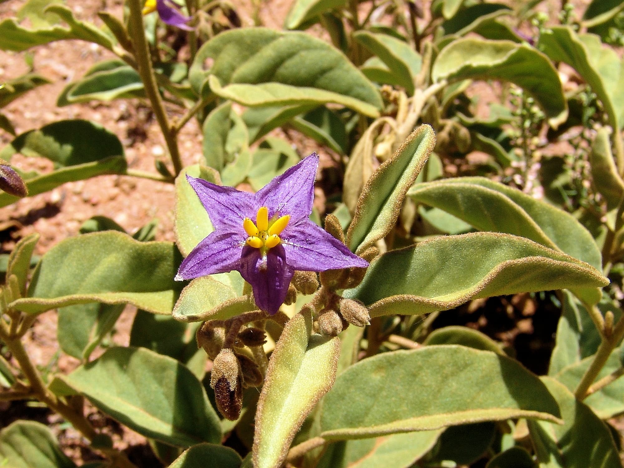 Desert Raisin (Solanum centrale), Alice Springs Desert Park NT