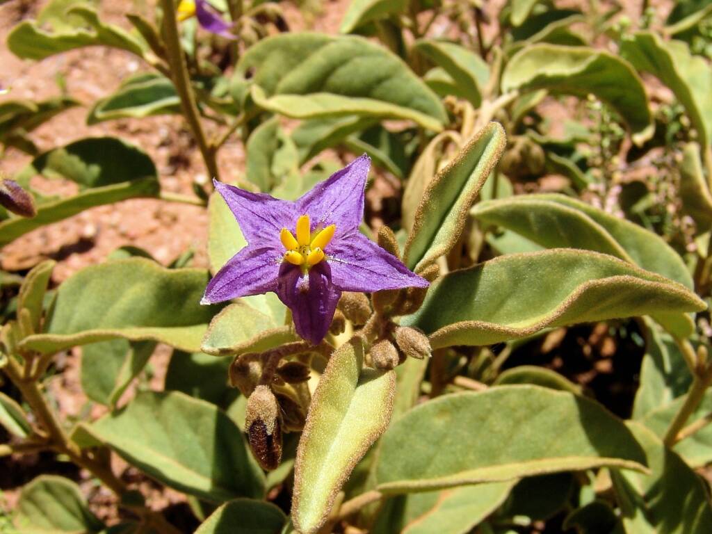 Desert Raisin (Solanum centrale), Alice Springs Desert Park NT