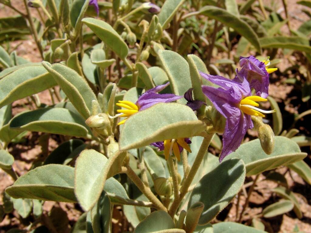 Desert Raisin (Solanum Centrale), Alice Springs Desert Park NT