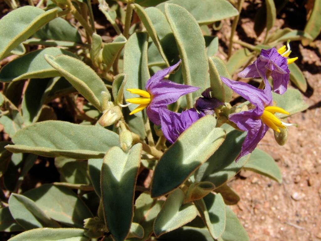 Desert Raisin (Solanum centrale), Alice Springs Desert Park NT
