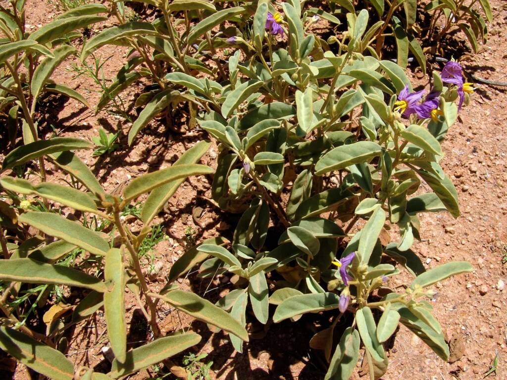 Desert Raisin (Solanum centrale), Alice Springs Desert Park NT
