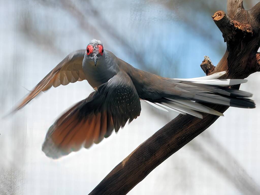 Diamond Dove (Geopelia cuneata) © Dorothy Latimer
