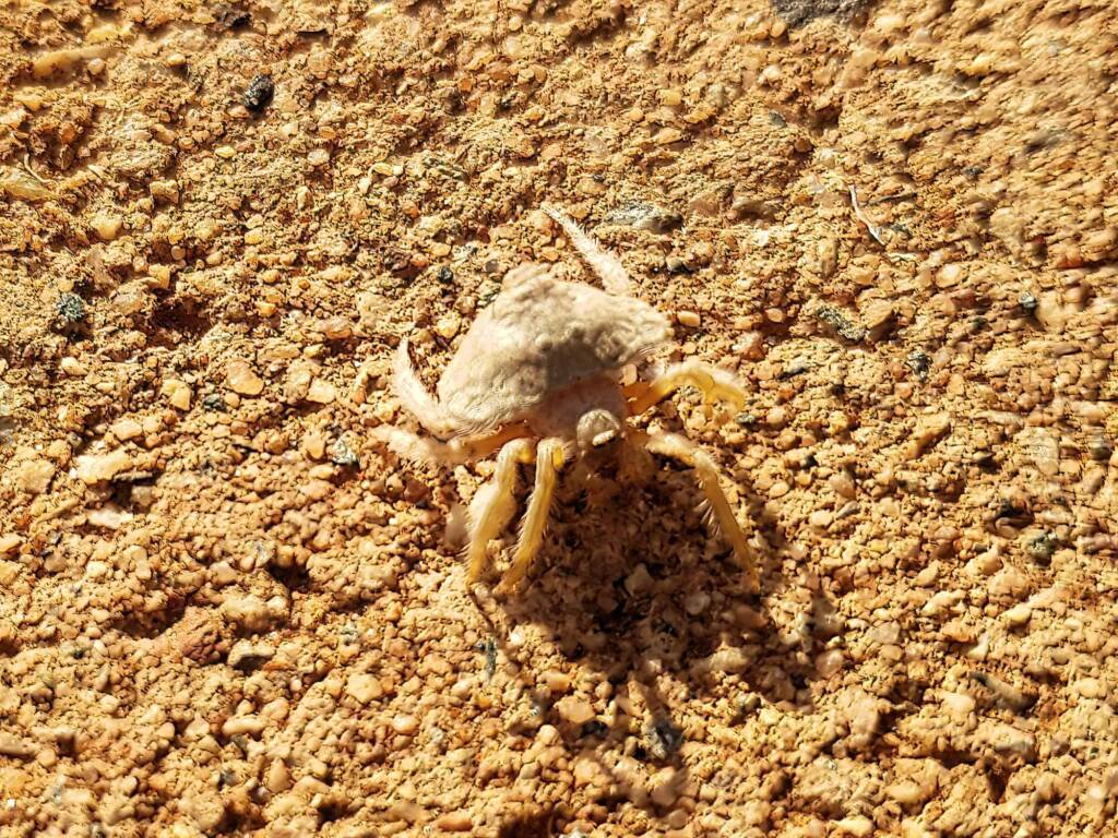 Wrap-around Spider (Dolophones sp), Alice Springs Desert Park NT