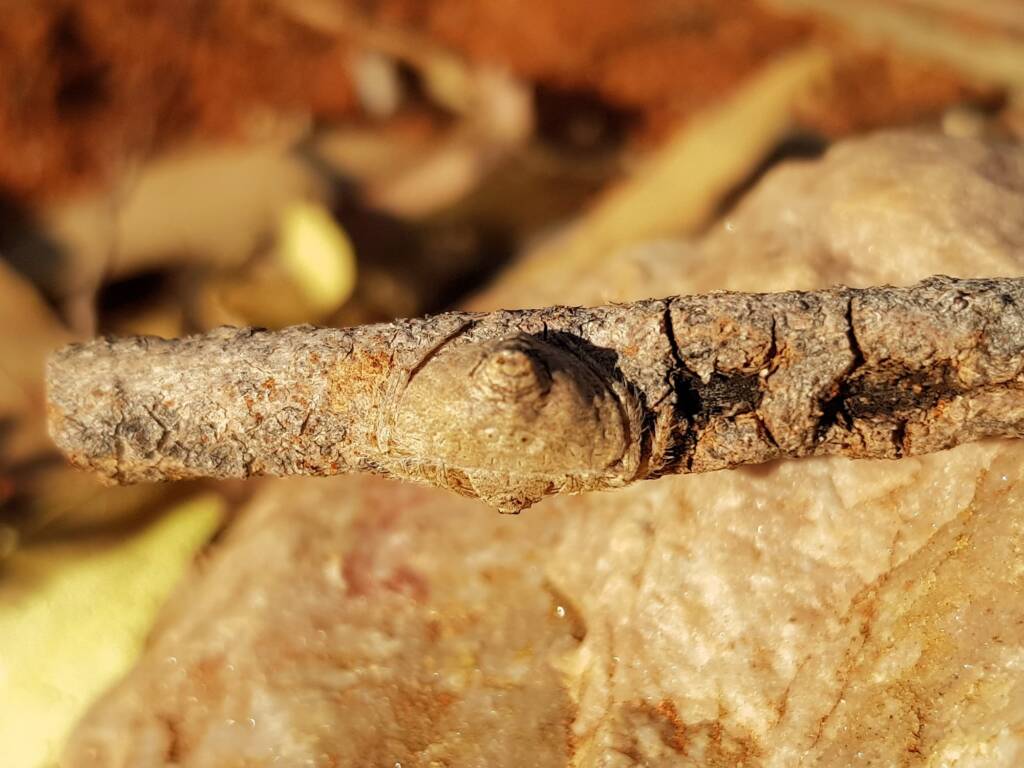 Wrap-around Spider (Dolophones sp), Alice Springs Desert Park NT