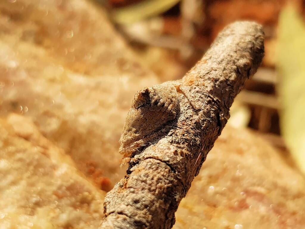 Wrap-around Spider (Dolophones sp), Alice Springs Desert Park NT