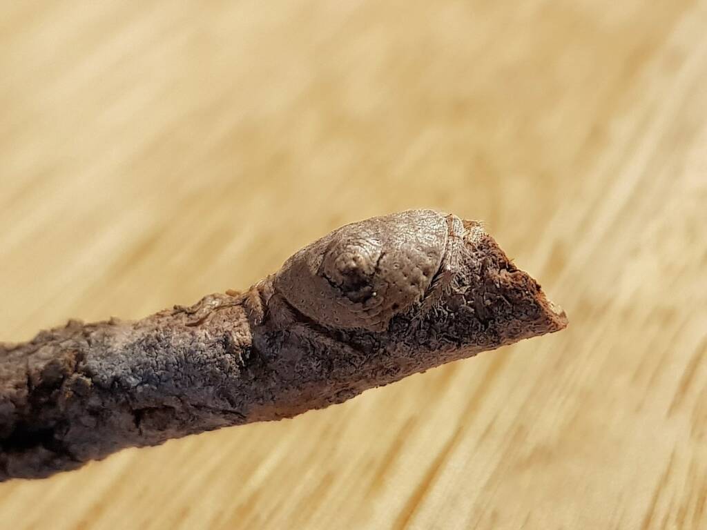 Wrap-around Spider (Dolophones sp), Alice Springs Desert Park NT