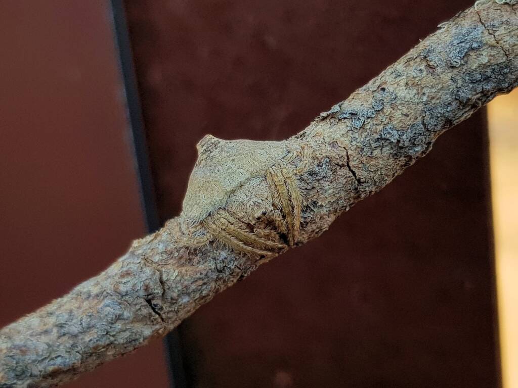 Wrap-around Spider (Dolophones sp), Alice Springs Desert Park NT