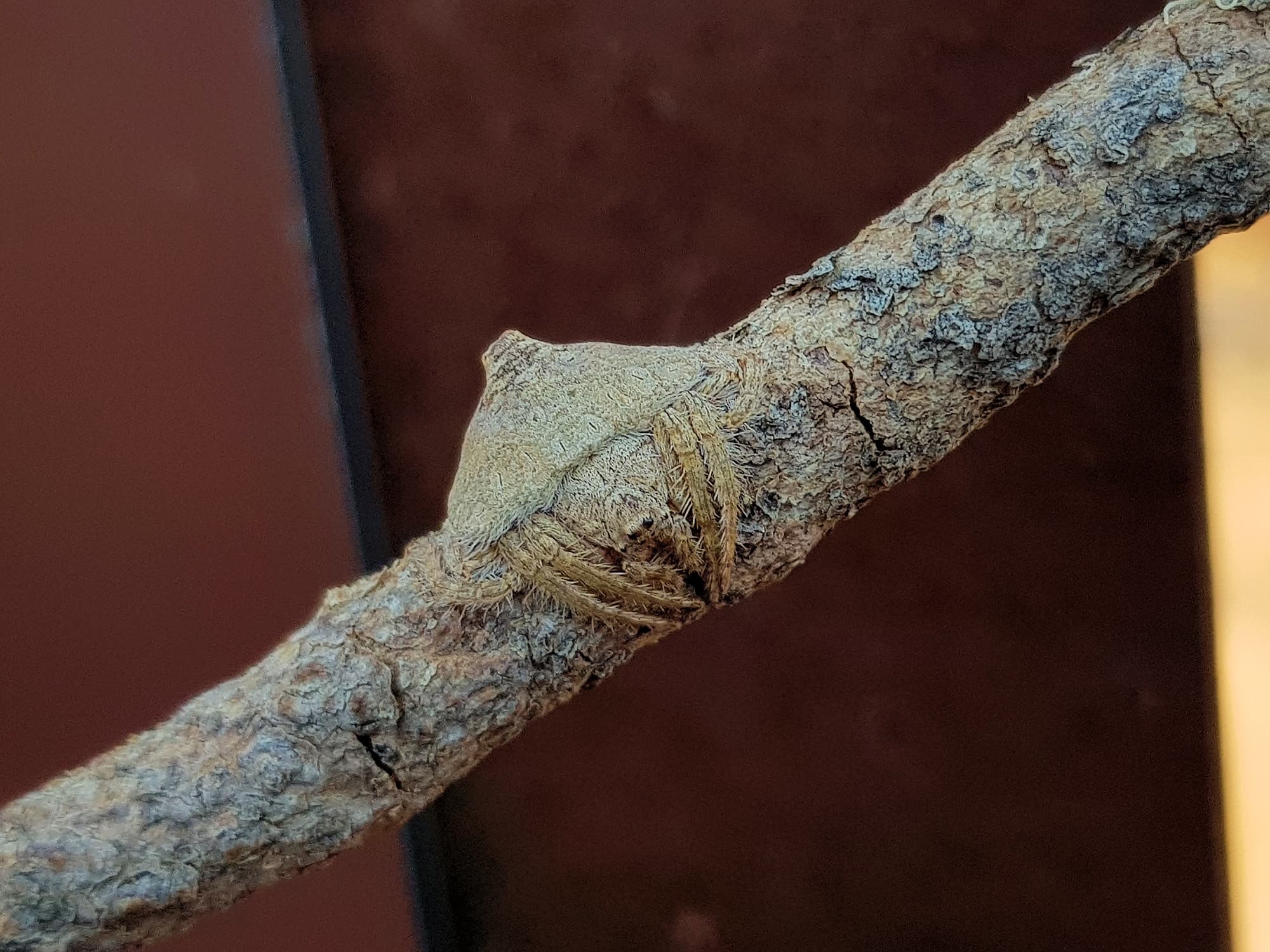 Wrap-around Spider (Dolophones sp), Alice Springs Desert Park NT