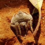 Wrap-around Spider (Dolophones sp), Alice Springs Desert Park NT