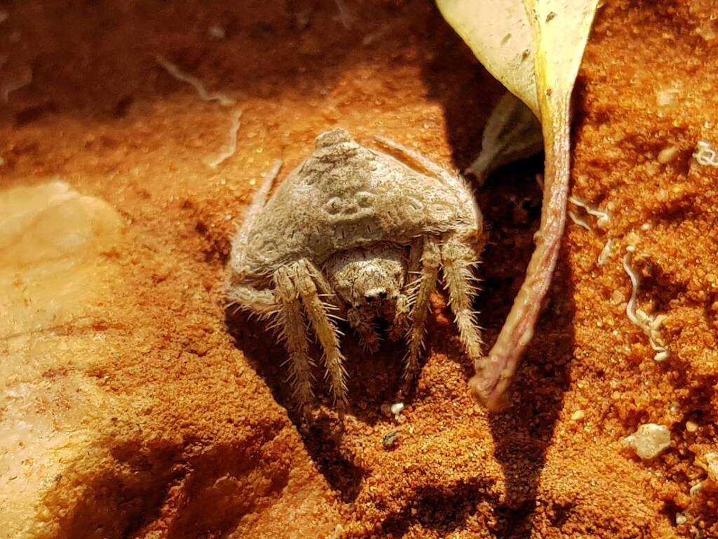 Wrap-around Spider (Dolophones sp), Alice Springs Desert Park NT