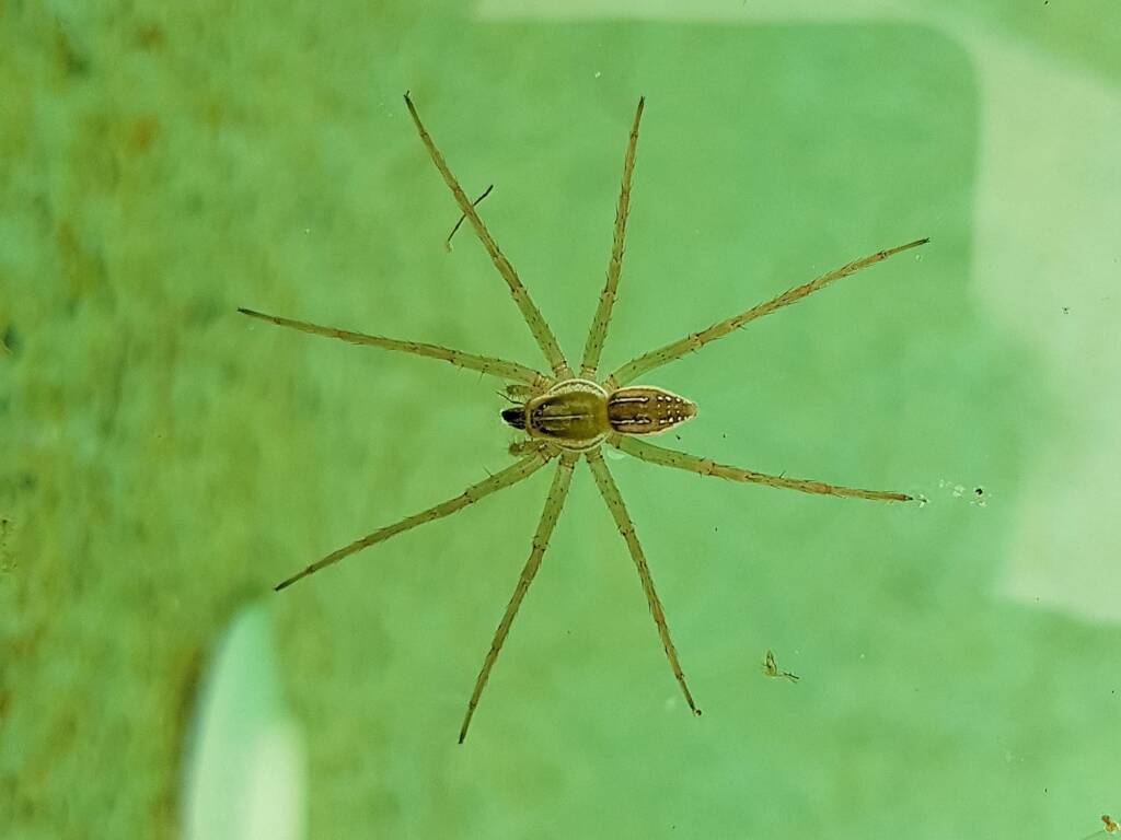 Elegant Water Spider (Dolomedes facetus), Alice Springs NT
