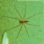 Elegant Water Spider (Dolomedes facetus), Alice Springs NT
