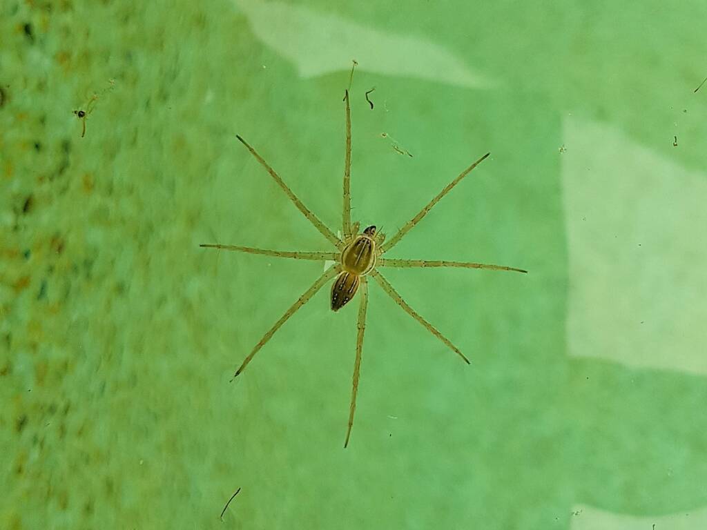 Elegant Water Spider (Dolomedes facetus), Alice Springs NT