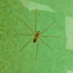 Elegant Water Spider (Dolomedes facetus), Alice Springs NT