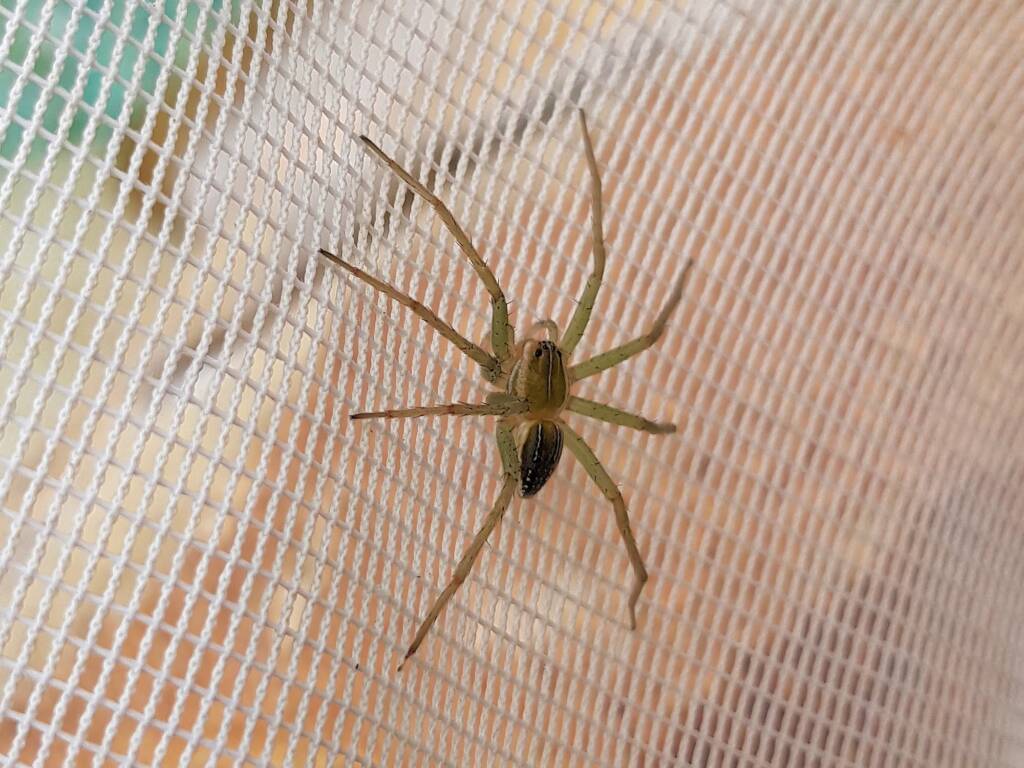 Elegant Water Spider (Dolomedes facetus), Alice Springs NT