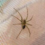Elegant Water Spider (Dolomedes facetus), Alice Springs NT