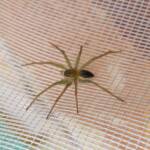 Elegant Water Spider (Dolomedes facetus), Alice Springs NT