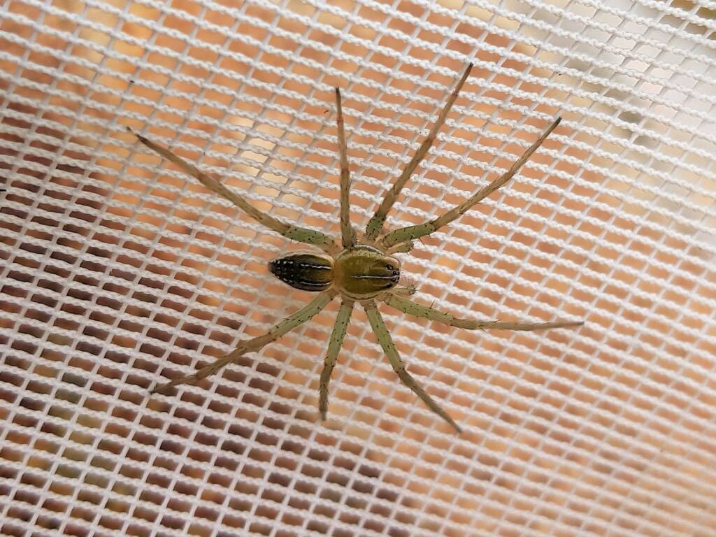 Elegant Water Spider (Dolomedes facetus), Alice Springs NT