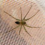 Elegant Water Spider (Dolomedes facetus), Alice Springs NT