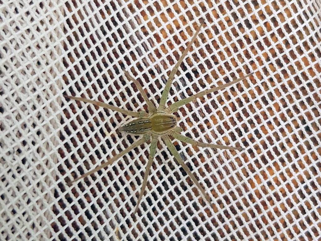 Elegant Water Spider (Dolomedes facetus), Alice Springs NT