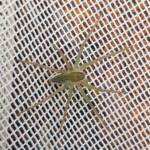 Elegant Water Spider (Dolomedes facetus), Alice Springs NT