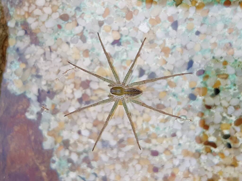 Elegant Water Spider (Dolomedes facetus), Alice Springs NT