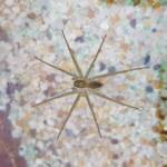 Elegant Water Spider (Dolomedes facetus), Alice Springs NT