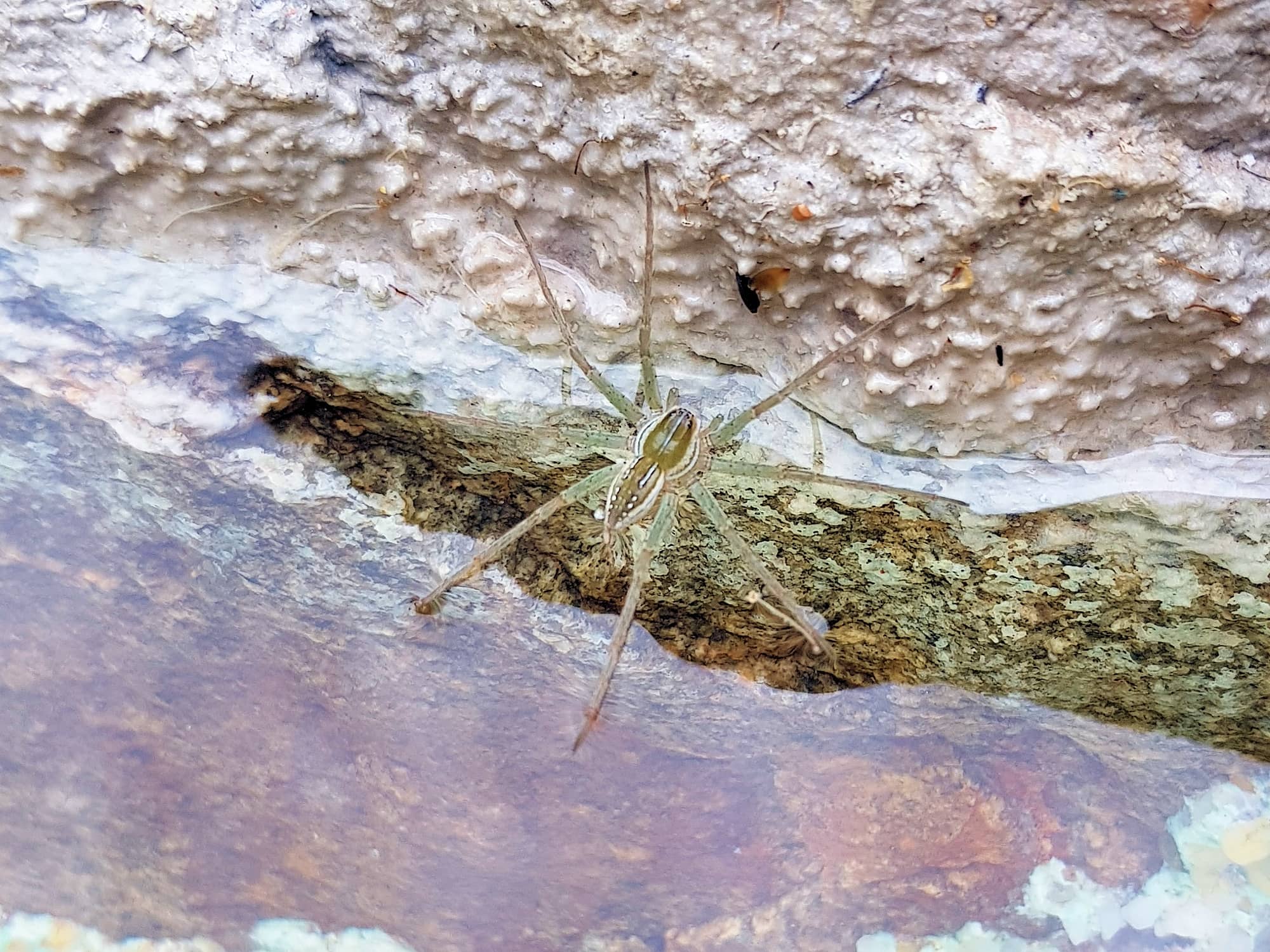 Elegant Water Spider (Dolomedes facetus), Alice Springs NT