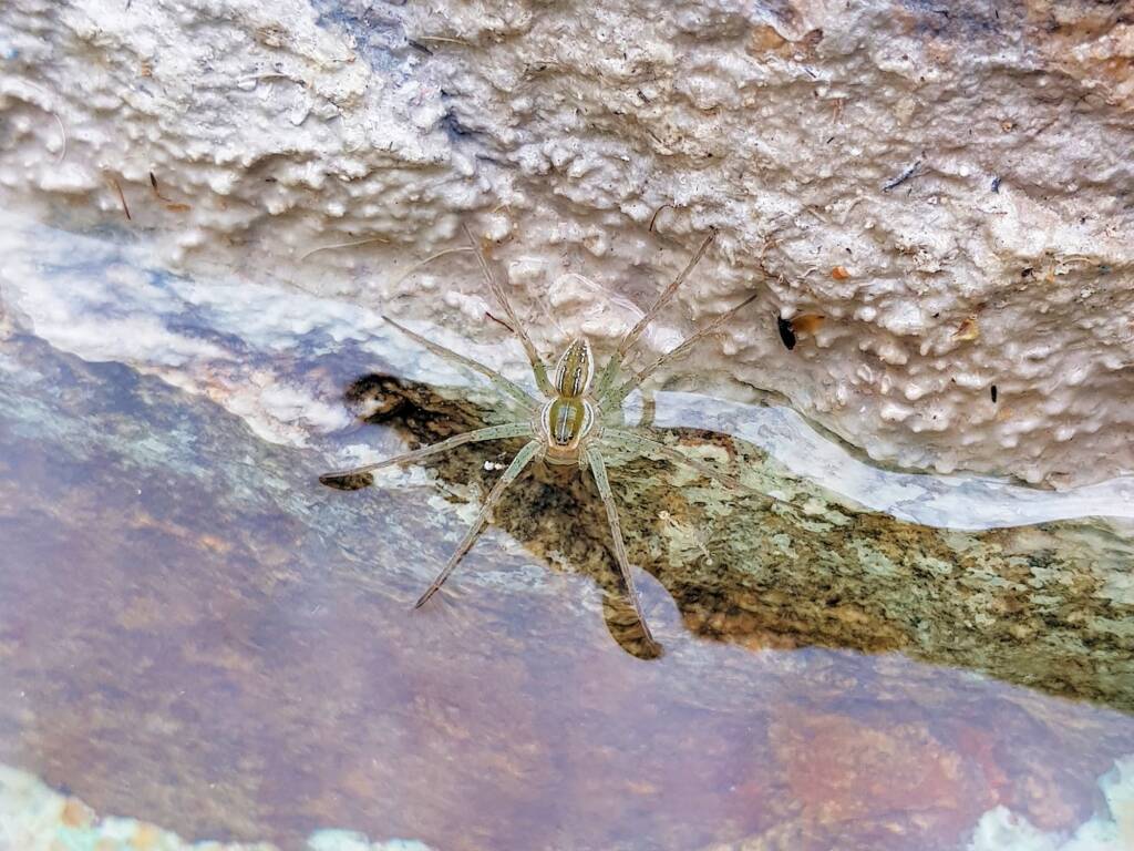 Elegant Water Spider (Dolomedes facetus), Alice Springs NT