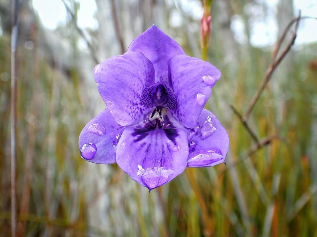 Epiblema grandiflorum (Babe-in-a-cradle Orchid), Great Southern Region WA © Terry Dunham