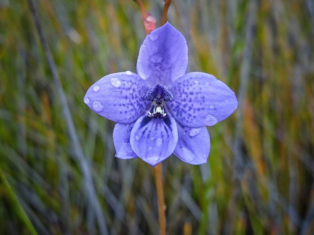 Epiblema grandiflorum (Babe-in-a-cradle Orchid), Great Southern Region WA © Terry Dunham