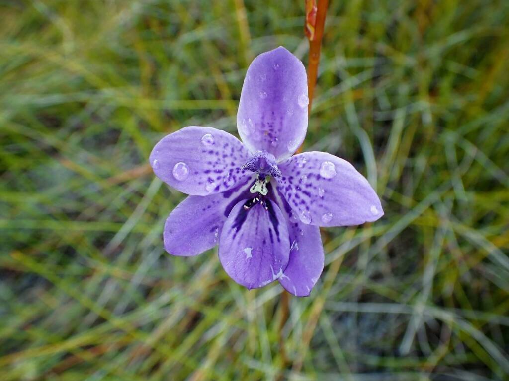 Epiblema grandiflorum (Babe-in-a-cradle Orchid), Great Southern Region WA © Terry Dunham
