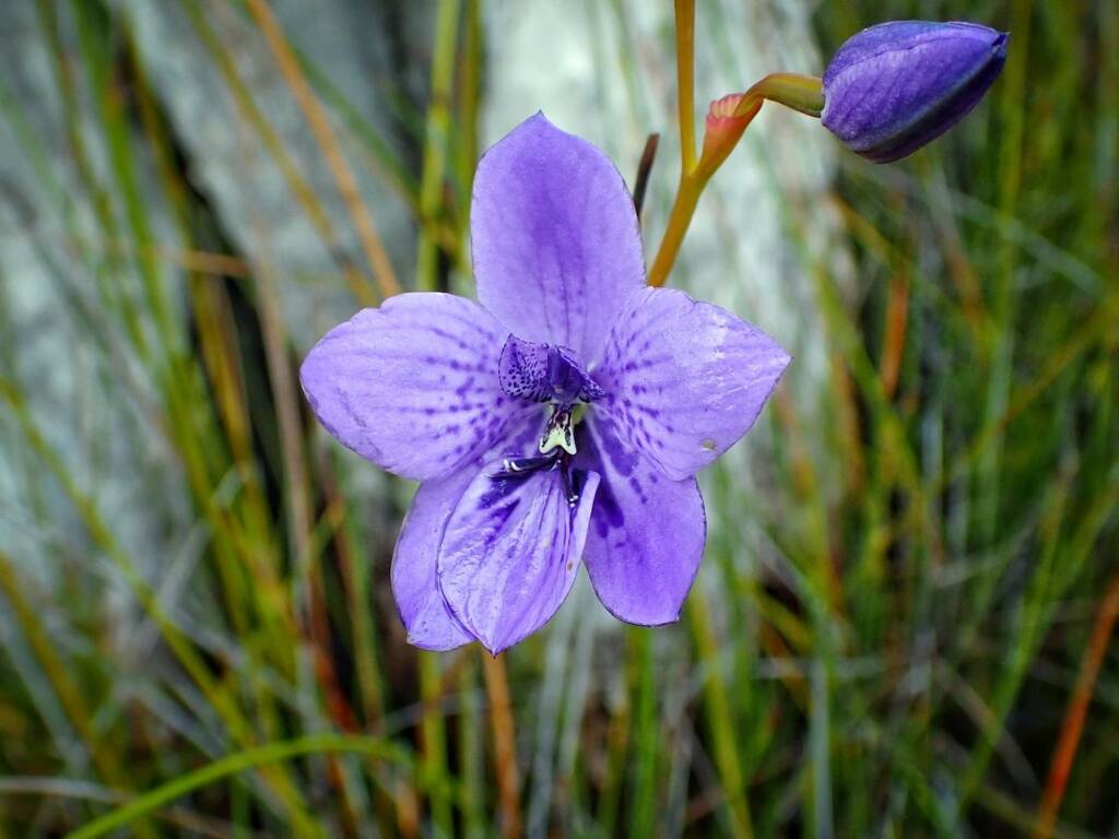 Epiblema grandiflorum (Babe-in-a-cradle Orchid), Great Southern Region WA © Terry Dunham