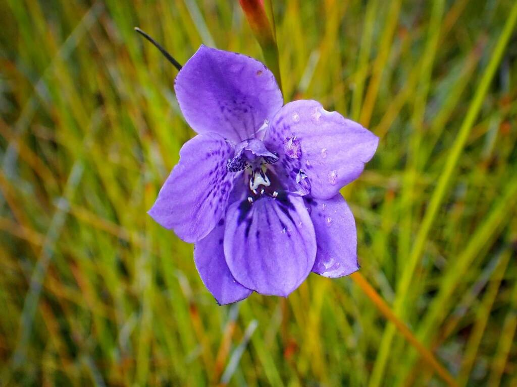 Epiblema grandiflorum (Babe-in-a-cradle Orchid), Great Southern Region WA © Terry Dunham