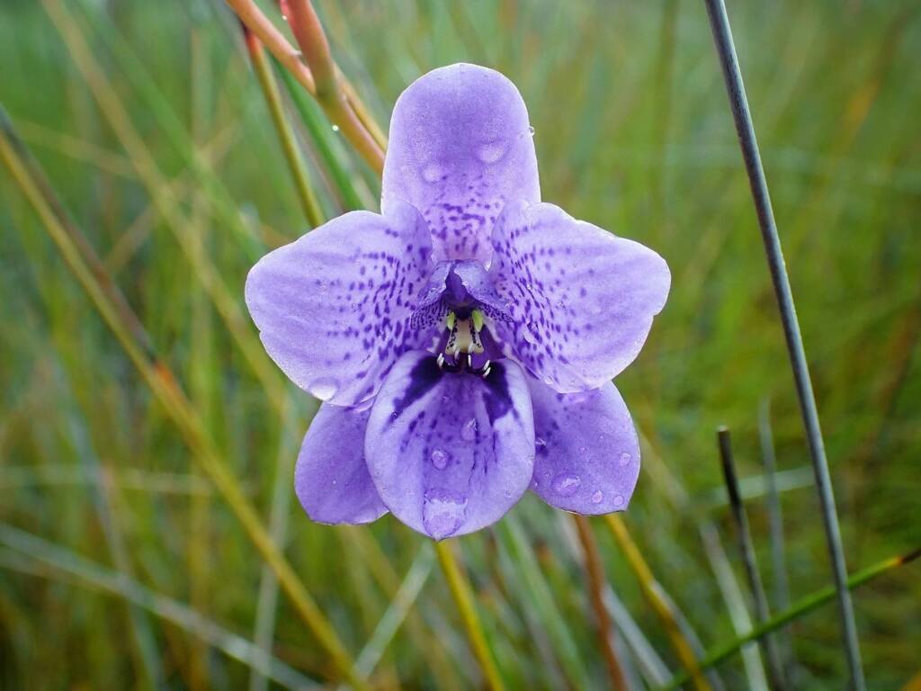Epiblema grandiflorum (Babe-in-a-cradle Orchid), Great Southern Region WA © Terry Dunham