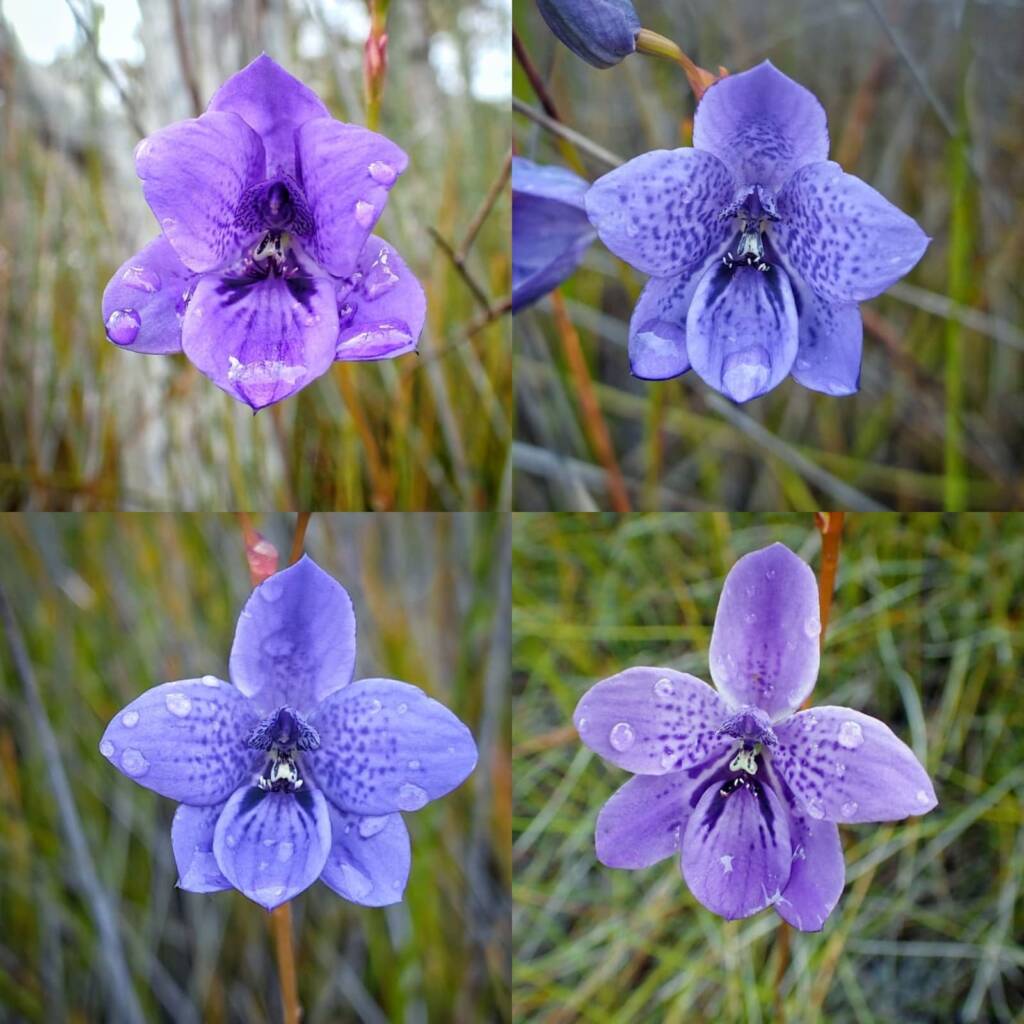 Epiblema grandiflorum (Babe-in-a-cradle Orchid), Great Southern Region WA © Terry Dunham