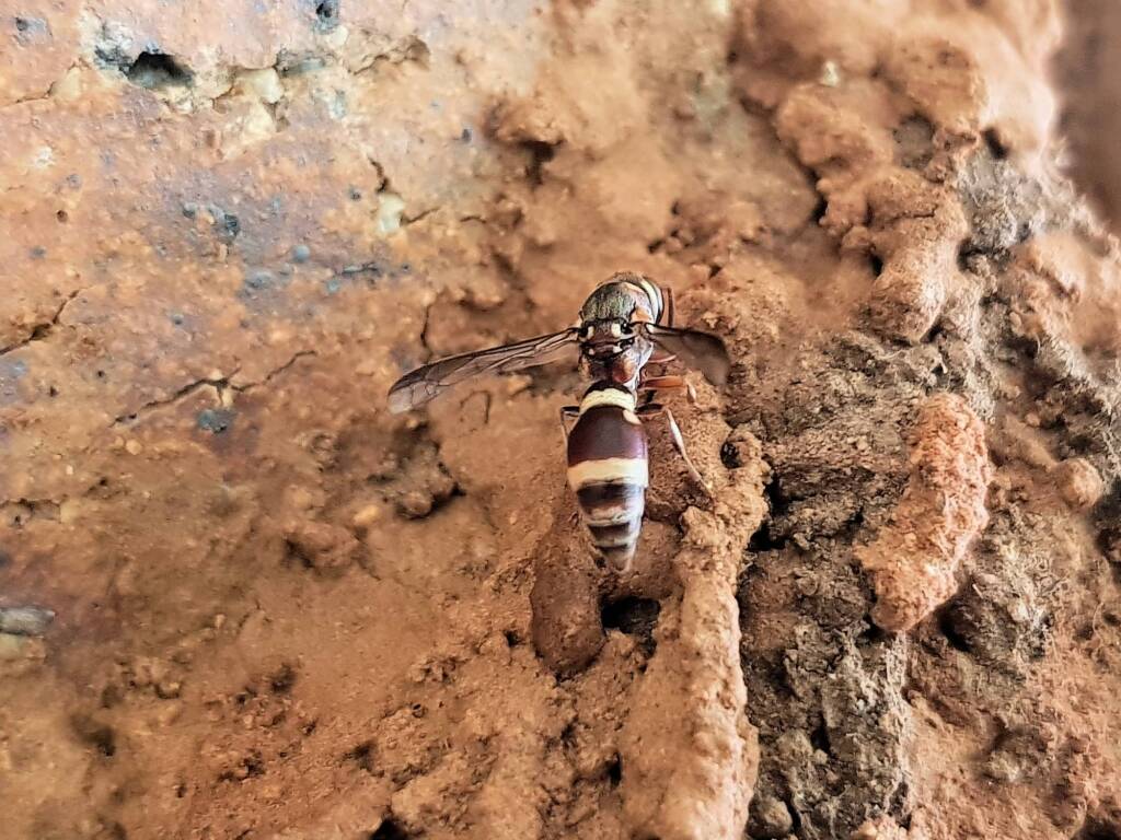 Paralastor sp (subfamily Eumeninae) - small potter wasp, Alice Springs NT