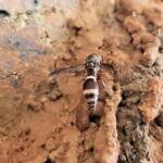 Paralastor sp (subfamily Eumeninae) - small potter wasp, Alice Springs NT