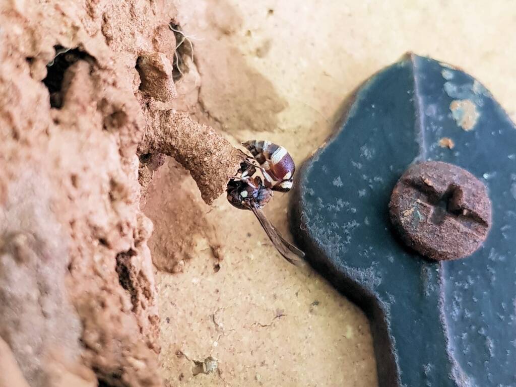 Paralastor sp (subfamily Eumeninae) - small potter wasp, Alice Springs NT