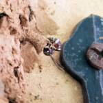 Paralastor sp (subfamily Eumeninae) - small potter wasp, Alice Springs NT