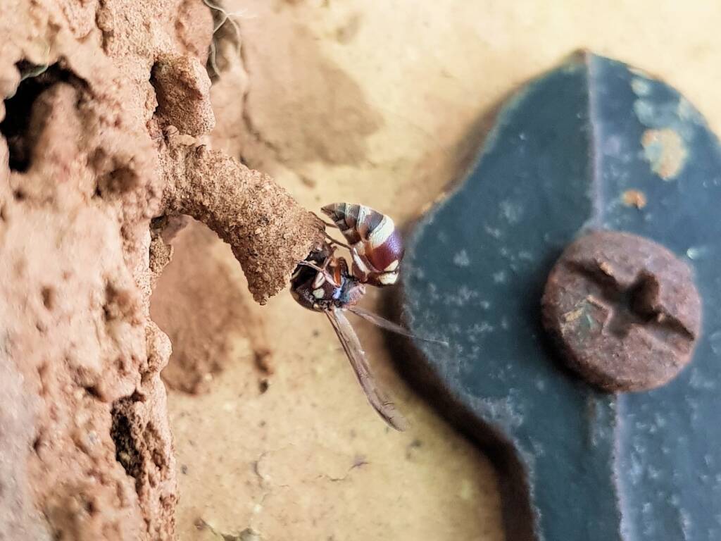 Paralastor sp (subfamily Eumeninae) - small potter wasp, Alice Springs NT
