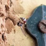 Paralastor sp (subfamily Eumeninae) - small potter wasp, Alice Springs NT