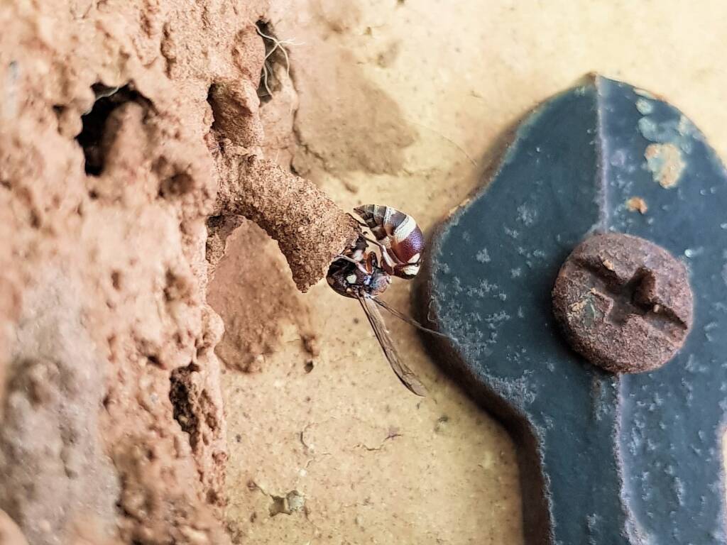 Paralastor sp (subfamily Eumeninae) - small potter wasp, Alice Springs NT