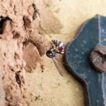 Paralastor sp (subfamily Eumeninae) - small potter wasp, Alice Springs NT