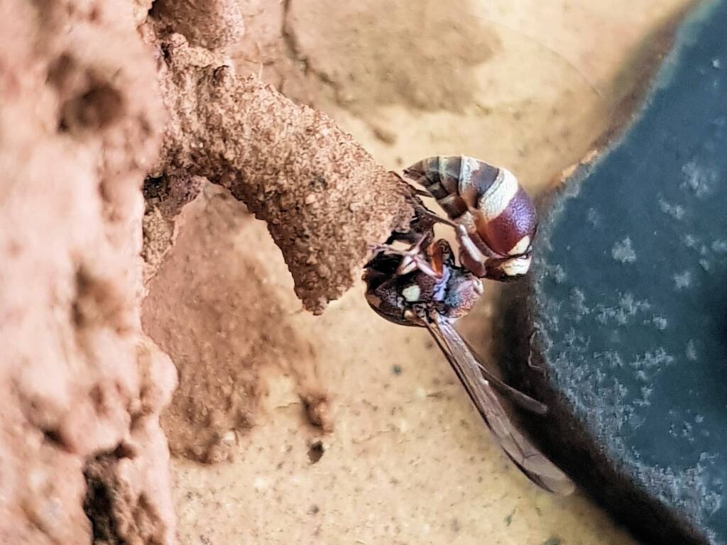 Paralastor sp (subfamily Eumeninae) - small potter wasp, Alice Springs NT