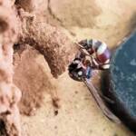 Paralastor sp (subfamily Eumeninae) - small potter wasp, Alice Springs NT