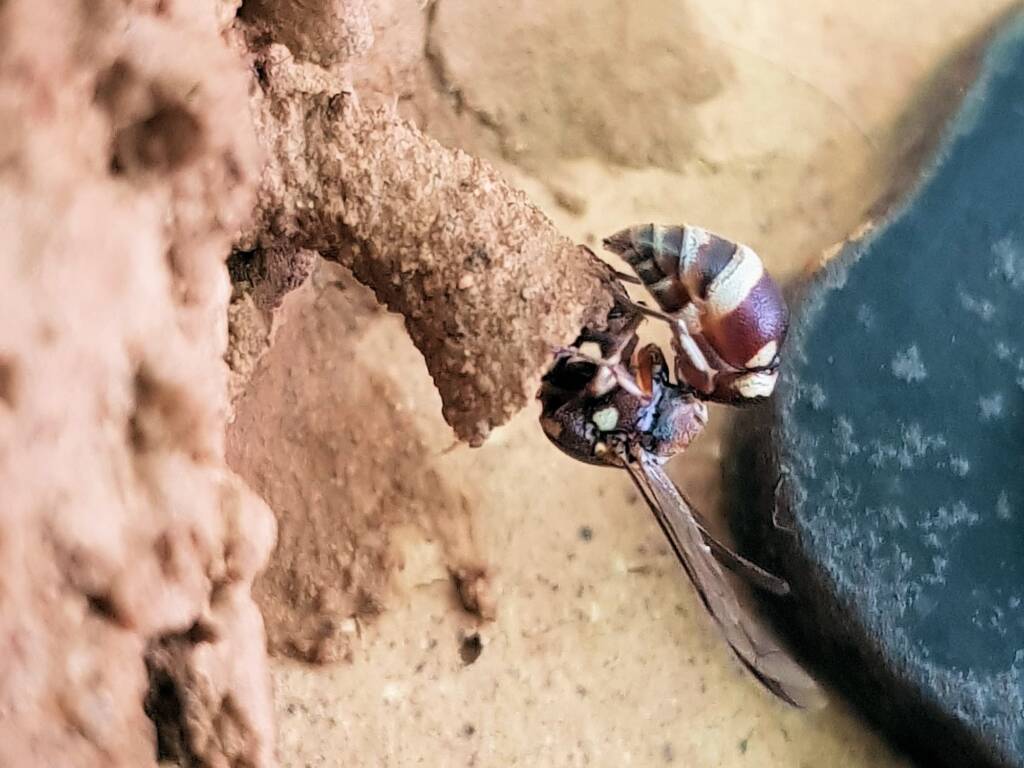 Paralastor sp (subfamily Eumeninae) - small potter wasp, Alice Springs NT