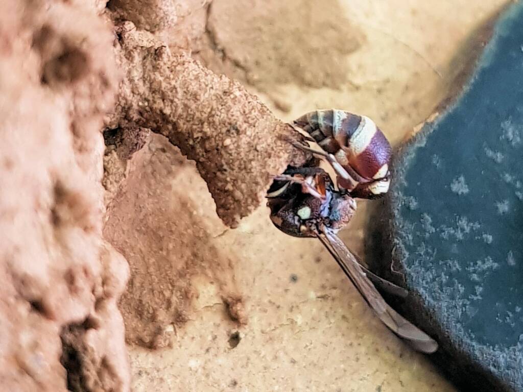Paralastor sp (subfamily Eumeninae) - small potter wasp, Alice Springs NT