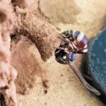 Paralastor sp (subfamily Eumeninae) - small potter wasp, Alice Springs NT